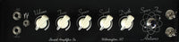 Swart Antares 18w Old School with Gold piping